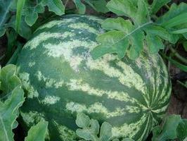 watermelon growing and care