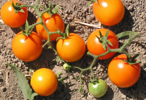 Varieties of tomatoes for Siberia