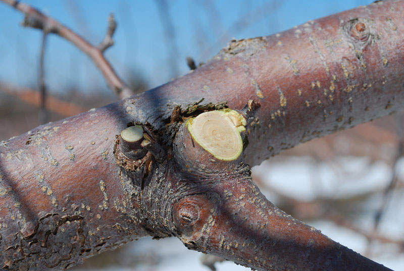 How to prune an apple tree