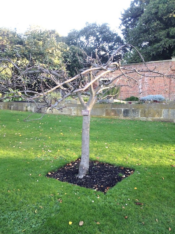 Crohn apple trees