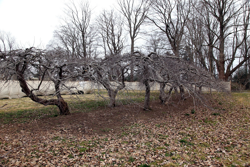 Apple tree crown formation