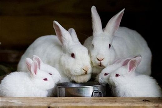 Пища для кроликов