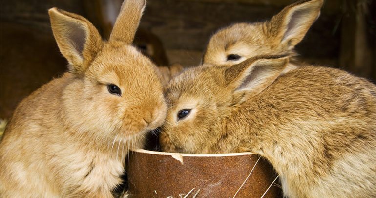 Кормушки для кроликов