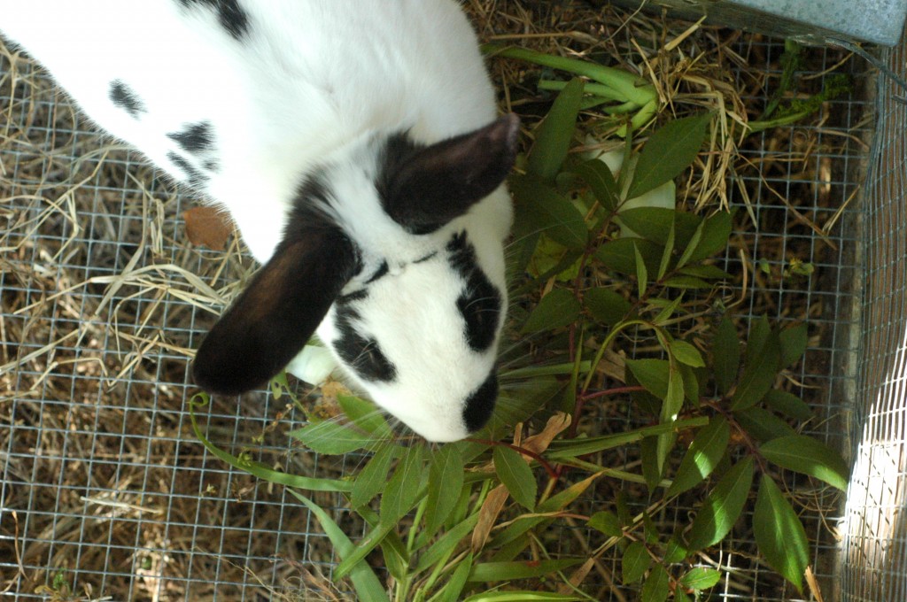 Ветки и трава для кроликов