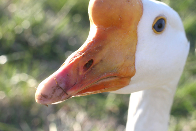 Geese in the Compound