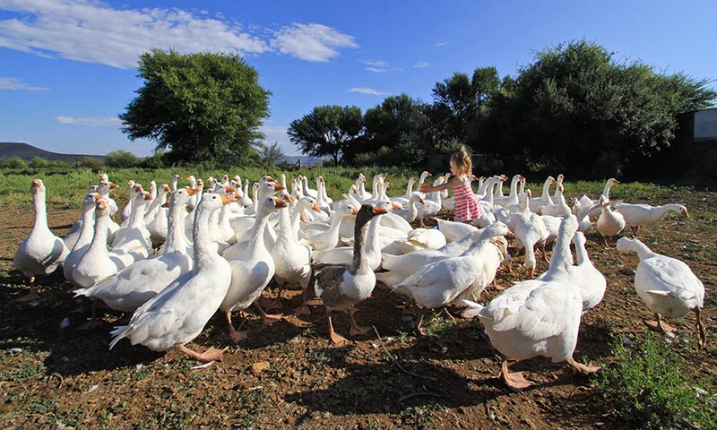 Flock of geese