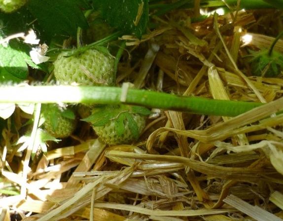 how to feed strawberries