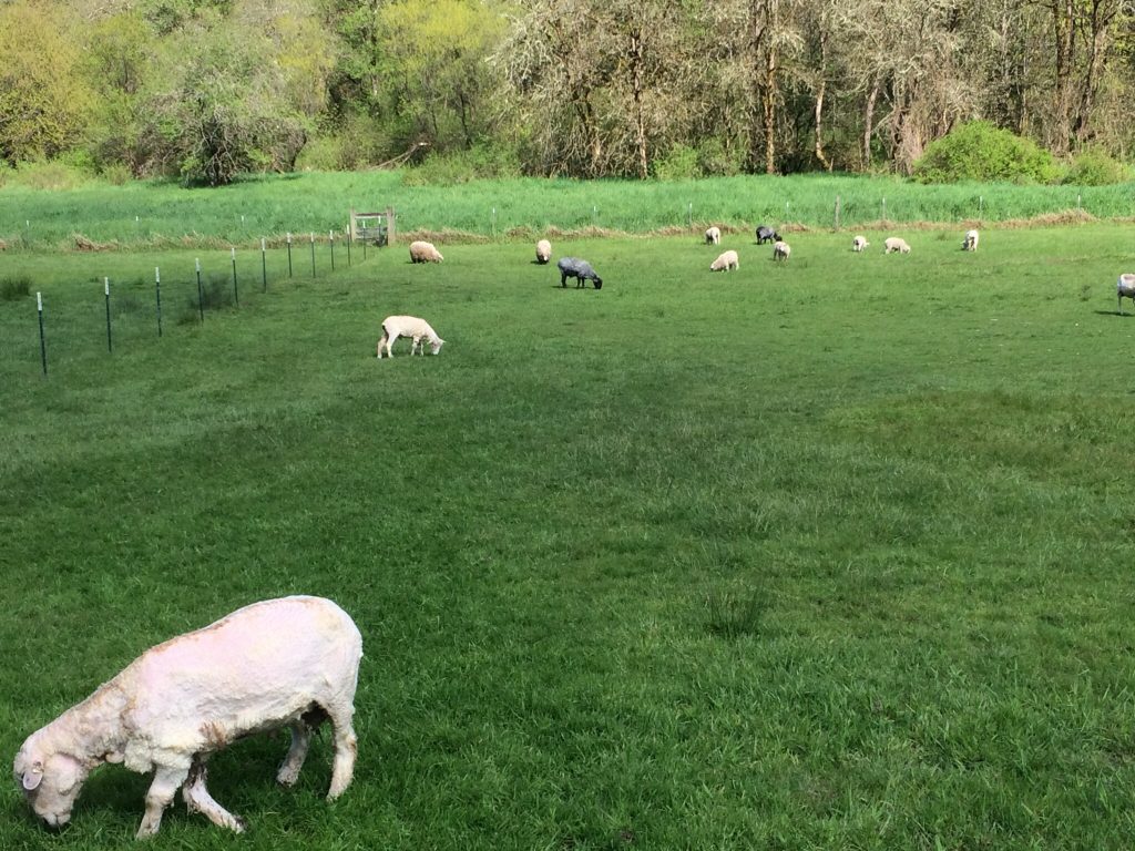 Sheep Care