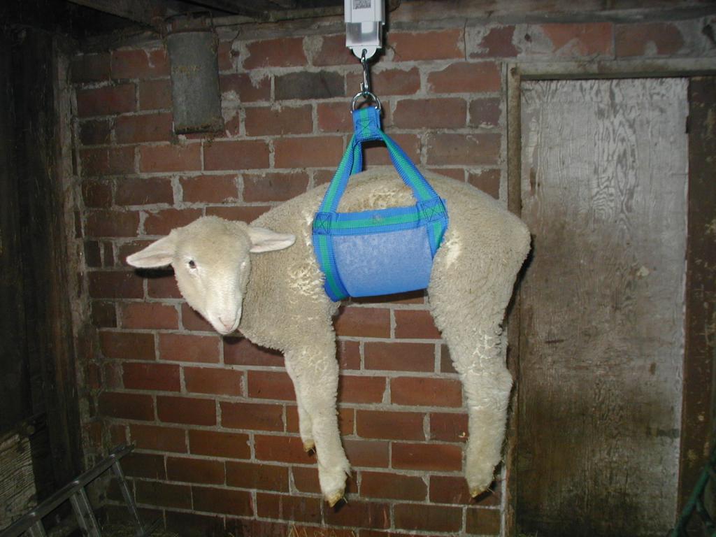 Способы взвешивания овец
