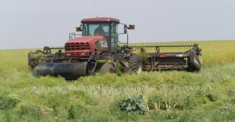 Rapeseed Harvesting