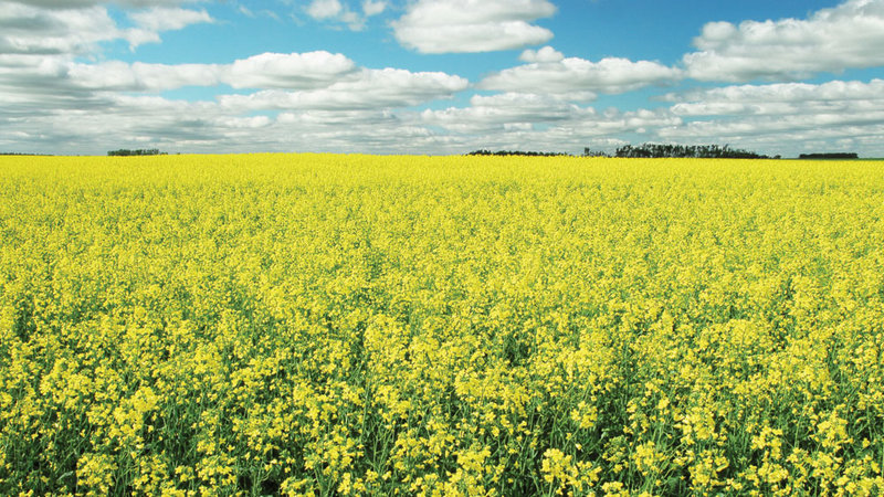 Canola growing