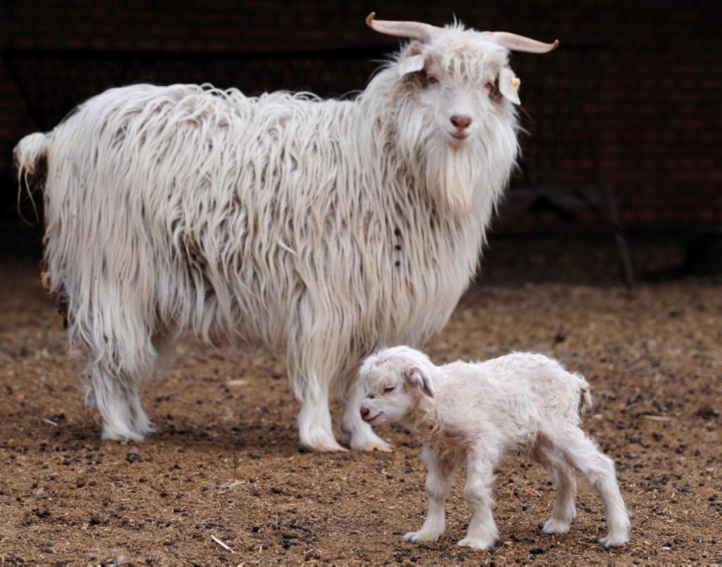 Кашмирская порода коз