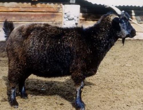 Горно-алтайская пуховая коза