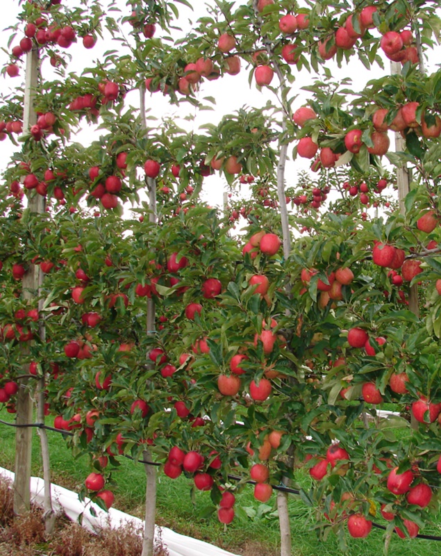 The formation of the crown of apple trees