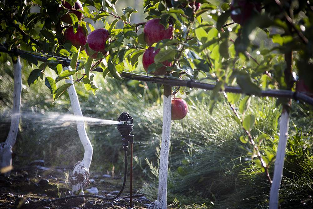 Полив плодовых. Капельное орошение интенсивного яблоневого сада. Фертигация яблони. Капельное орошение яблонь. Интенсивный Яблоневый сад капельный полив.