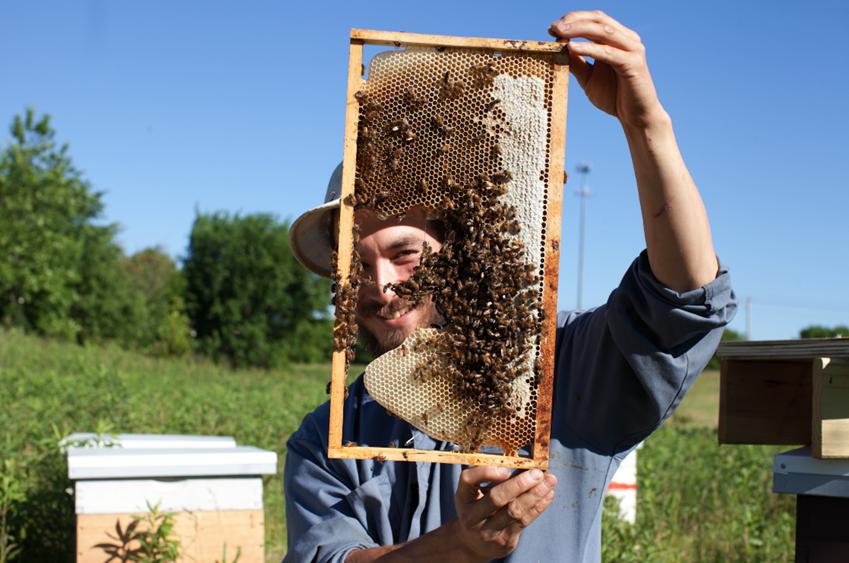 Как разводить пчел в Сибири