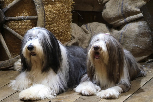 Bearded collie