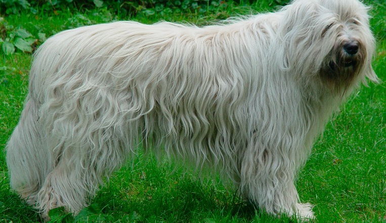 South Russian Shepherd Dog