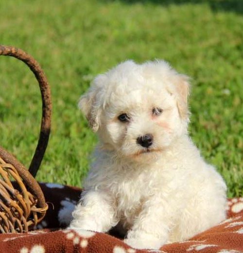 Bichon Frize