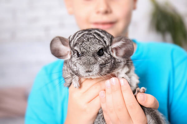 Manual Chinchilla