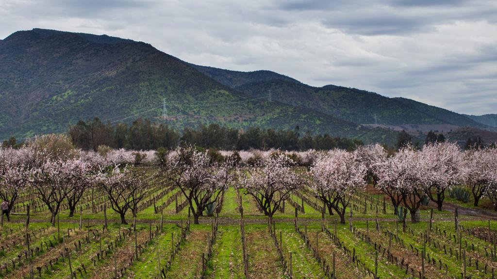 Виноградная плантация в Чили