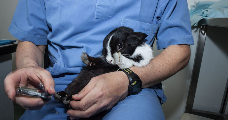 Veterinarian haircut