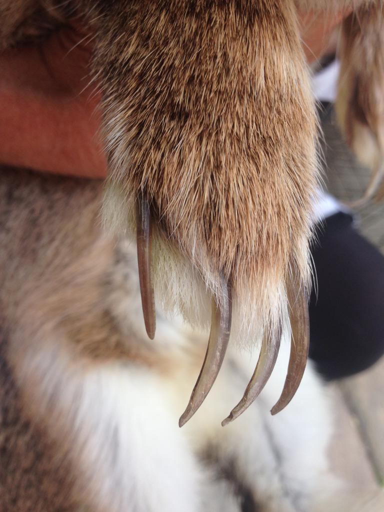 Long claws in a rabbit