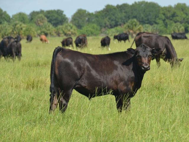 Ox in the field