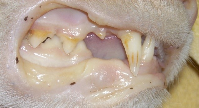 Blanching of mucous membranes with anemia