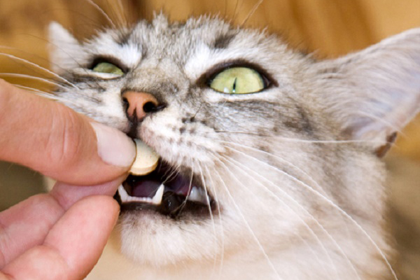 Лечение кошки таблетками