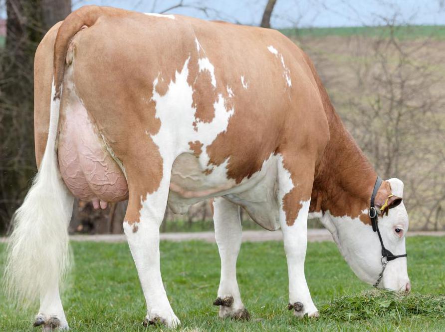 Pregnant cow