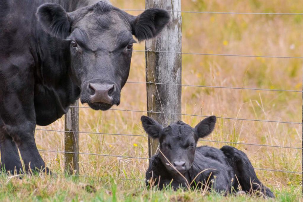 Cattle Productivity Improvement