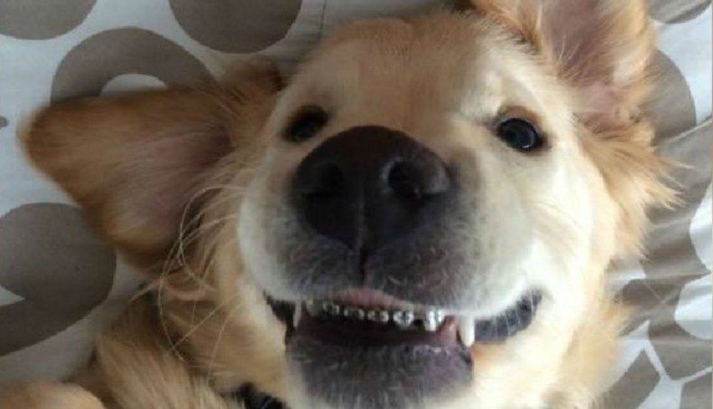 Брекеты на зубах у собаки