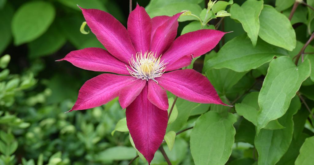 Clematis květiny