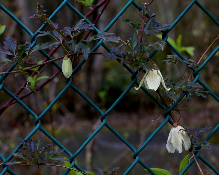 Large-flowered clematis