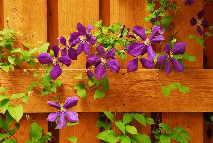 Clematis on the fence