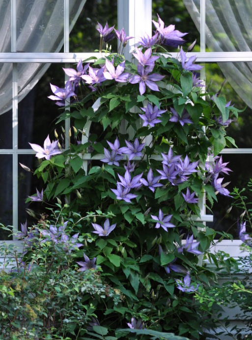 Clematis Lilac