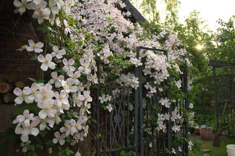 Clematis with white flowers