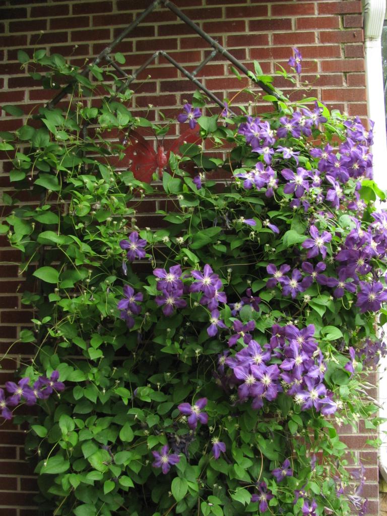 Clematis na zdi