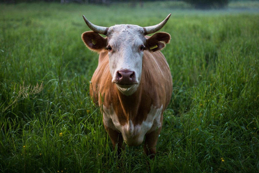 Cows for meat