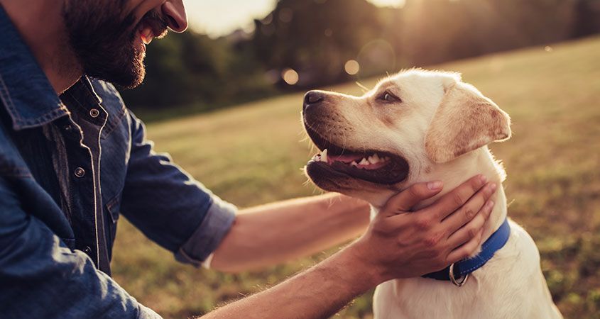 Healthy dog