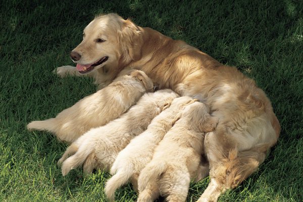 Dog with puppies