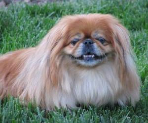 Pekingese dog