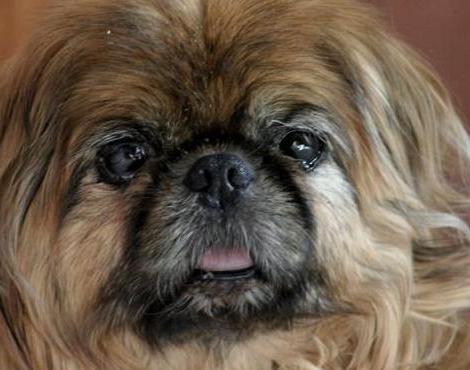 how many years live dogs pekingese