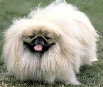 how many Pekingese live