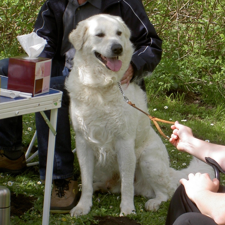 Dogs Hungarian Kuvashes