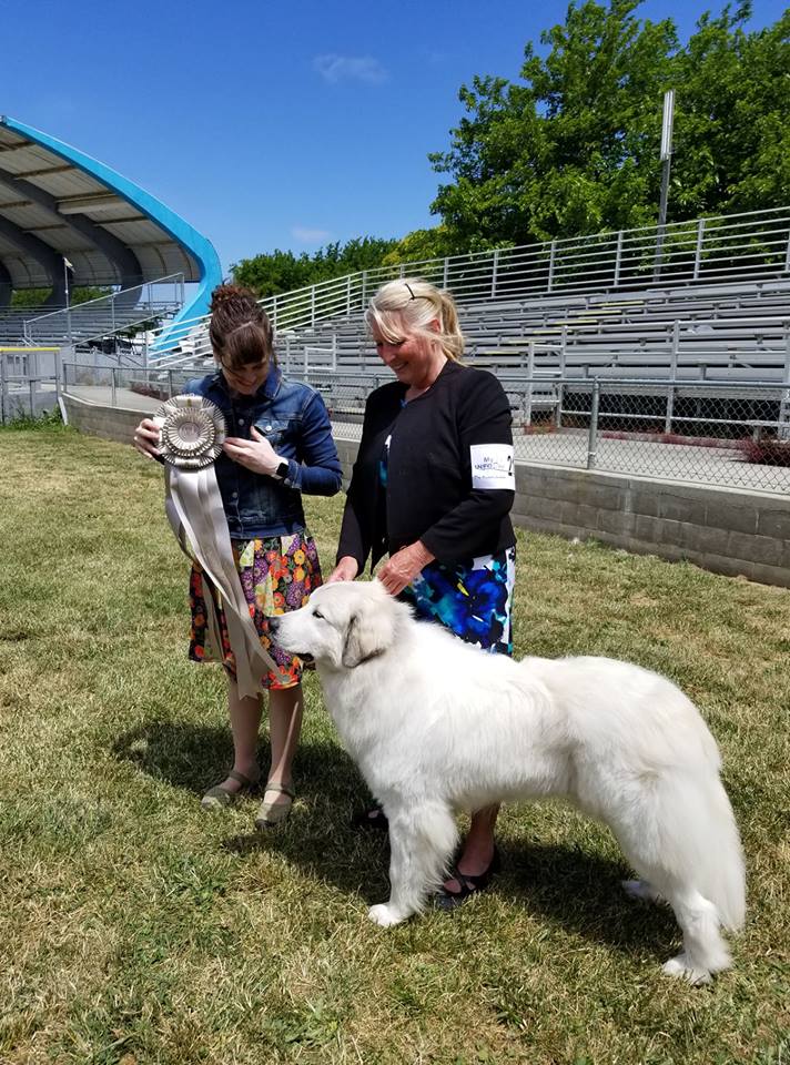 Breed Hungarian Kuvas