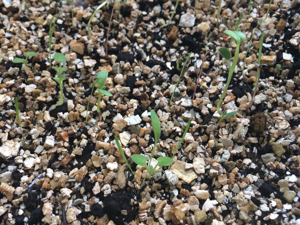 Succulent Seedlings