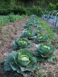 как вырастить хороший урожай капусты