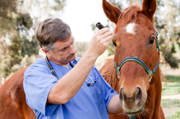 Horse inspection